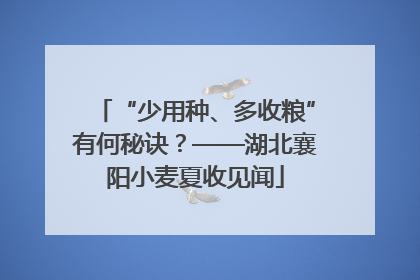 “少用种、多收粮”有何秘诀？——湖北襄阳小麦夏收见闻