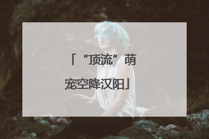 “顶流”萌宠空降汉阳