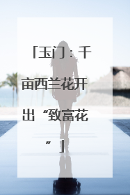 玉门：千亩西兰花开出“致富花”