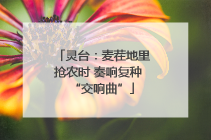 灵台：麦茬地里抢农时 奏响复种“交响曲”
