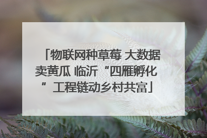 物联网种草莓 大数据卖黄瓜 临沂“四雁孵化”工程链动乡村共富