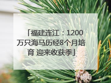 福建连江：1200万只海马历经8个月培育 迎来收获季