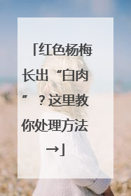 红色杨梅长出“白肉”？这里教你处理方法→