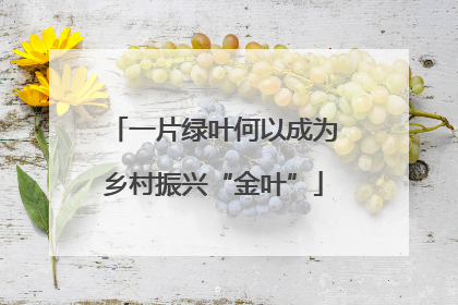 一片绿叶何以成为乡村振兴“金叶”