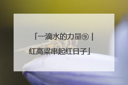 一滴水的力量⑨｜红高粱串起红日子