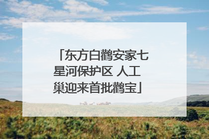 东方白鹳安家七星河保护区 人工巢迎来首批鹳宝