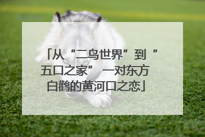 从“二鸟世界”到“五口之家” 一对东方白鹳的黄河口之恋