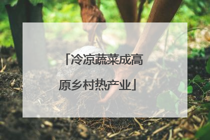 冷凉蔬菜成高原乡村热产业