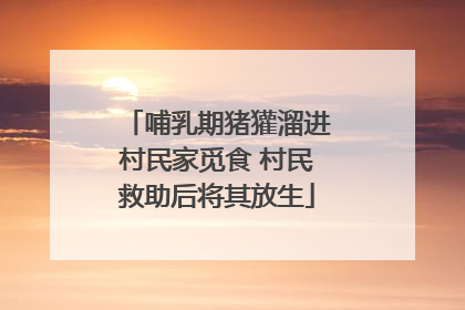 哺乳期猪獾溜进村民家觅食 村民救助后将其放生