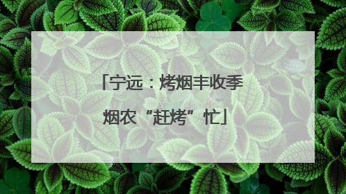 宁远：烤烟丰收季 烟农“赶烤”忙