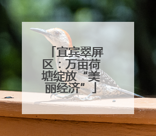 宜宾翠屏区：万亩荷塘绽放“美丽经济”