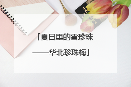 夏日里的雪珍珠——华北珍珠梅