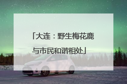 大连：野生梅花鹿与市民和谐相处