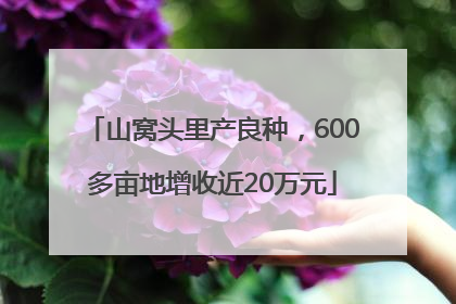 山窝头里产良种，600多亩地增收近20万元