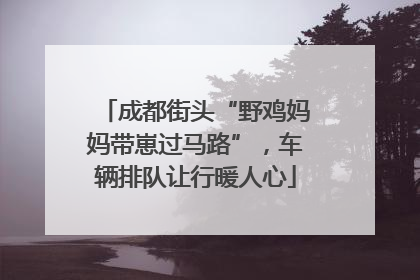 成都街头“野鸡妈妈带崽过马路”，车辆排队让行暖人心