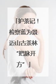 护茶记！检察蓝为景迈山古茶林 “把脉开方”