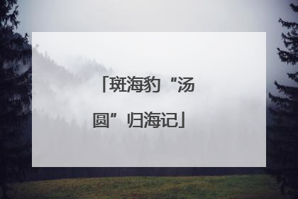斑海豹“汤圆”归海记