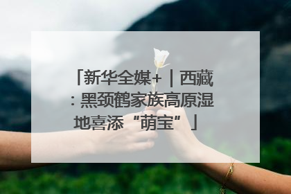 新华全媒+｜西藏：黑颈鹤家族高原湿地喜添“萌宝”