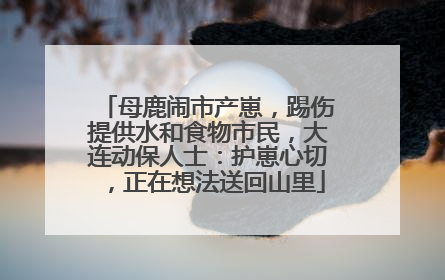 母鹿闹市产崽，踢伤提供水和食物市民，大连动保人士：护崽心切，正在想法送回山里