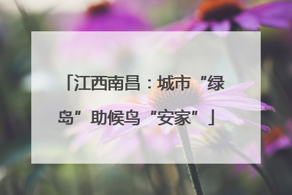 江西南昌：城市“绿岛”助候鸟“安家”