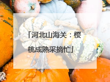 河北山海关：樱桃成熟采摘忙