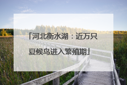 河北衡水湖：近万只夏候鸟进入繁殖期