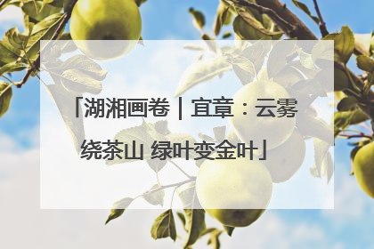 湖湘画卷｜宜章：云雾绕茶山 绿叶变金叶