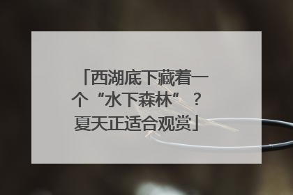 西湖底下藏着一个“水下森林”？夏天正适合观赏