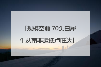 规模空前 70头白犀牛从南非运抵卢旺达