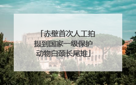 赤壁首次人工拍摄到国家一级保护动物白颈长尾雉