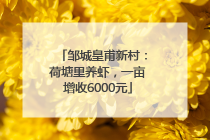 邹城皇甫新村：荷塘里养虾，一亩增收6000元
