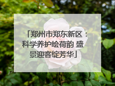郑州市郑东新区：科学养护绘荷韵 盛景迎客绽芳华