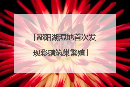 鄱阳湖湿地首次发现彩鹮筑巢繁殖