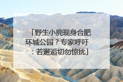 野生小麂现身合肥环城公园？专家呼吁：若邂逅切勿惊扰