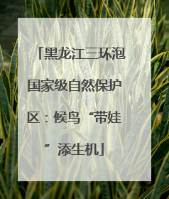 黑龙江三环泡国家级自然保护区：候鸟“带娃”添生机