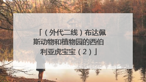 （外代二线）布达佩斯动物和植物园的西伯利亚虎宝宝（2）
