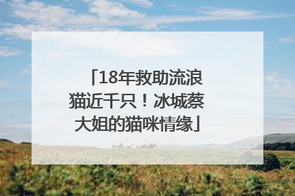 18年救助流浪猫近千只！冰城蔡大姐的猫咪情缘