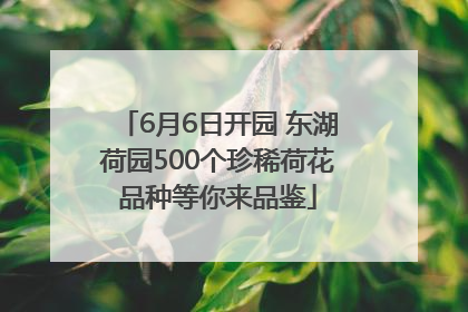 6月6日开园 东湖荷园500个珍稀荷花品种等你来品鉴